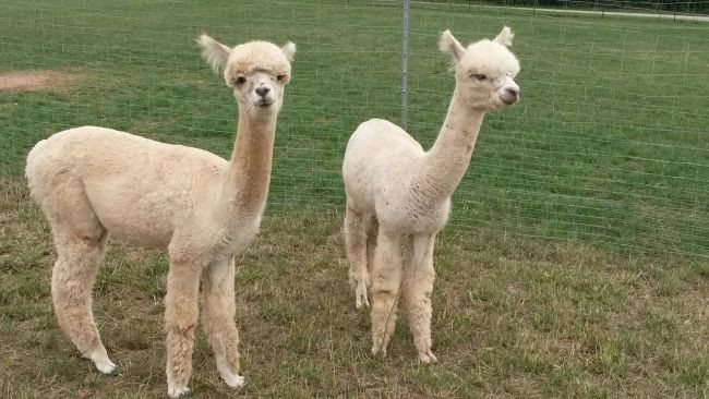 Alpakagalerie12