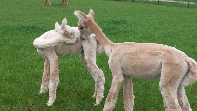 Alpakagalerie4